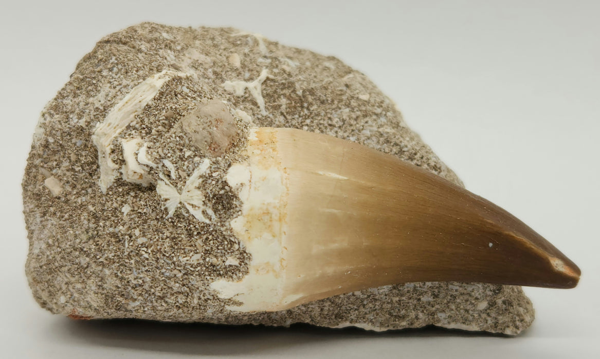 Huge Mosasaur Tooth in Matrix