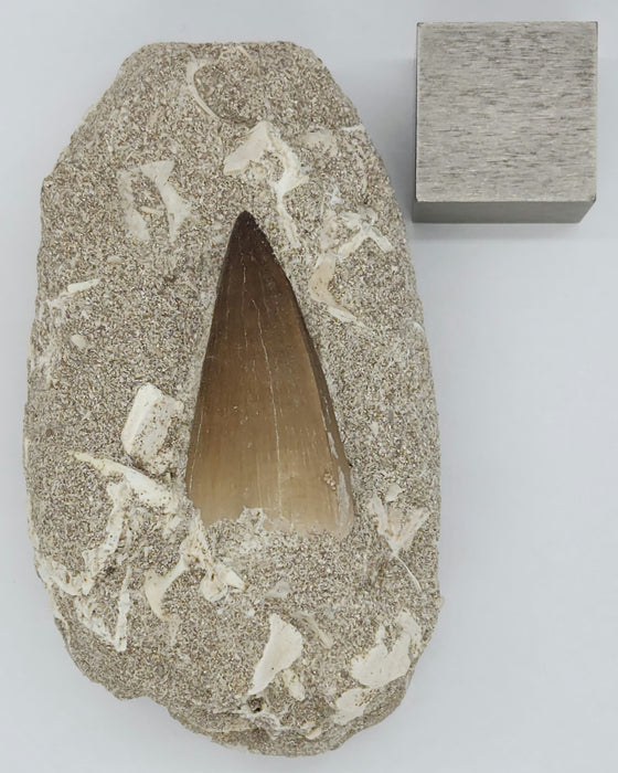 Huge Mosasaur Tooth in Matrix