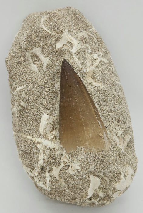 Huge Mosasaur Tooth in Matrix