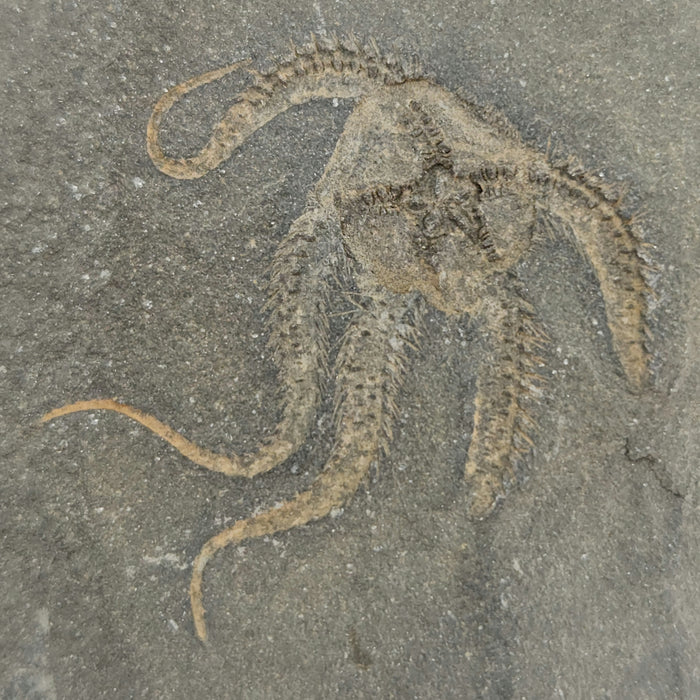 Ophiuroidea Brittle Star | Morocco