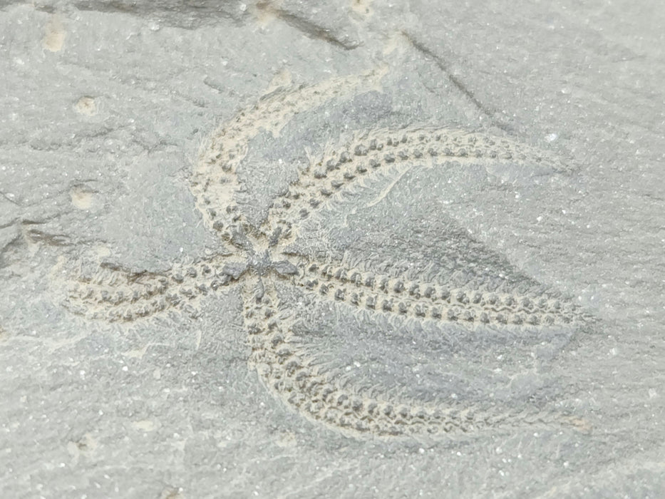 Ophiuroidea Brittle Star | Morocco