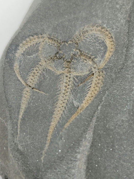 Double Ophiuroidea Brittle Stars | Morocco