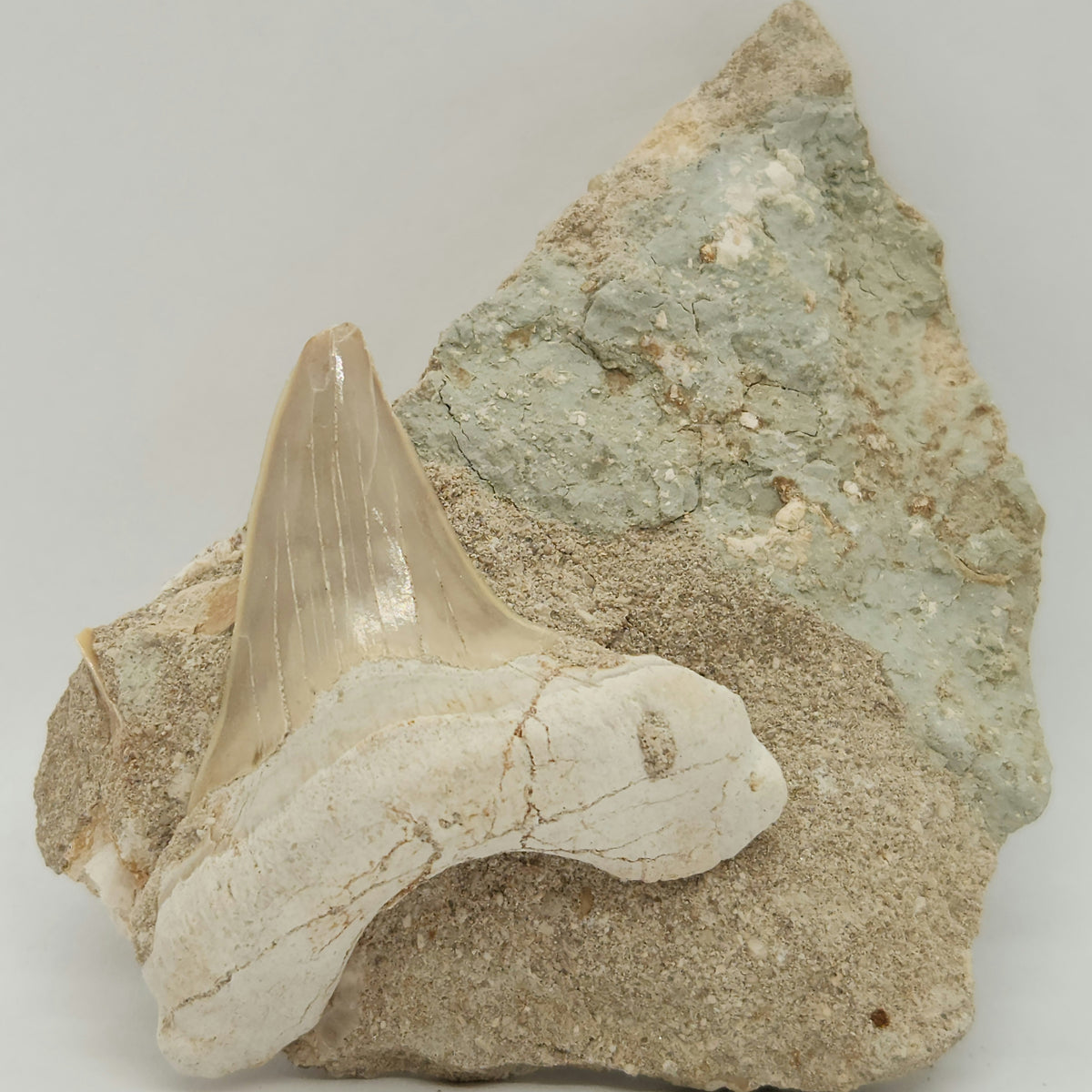 Otodus obliquus Shark Tooth in Matrix 8765865263326