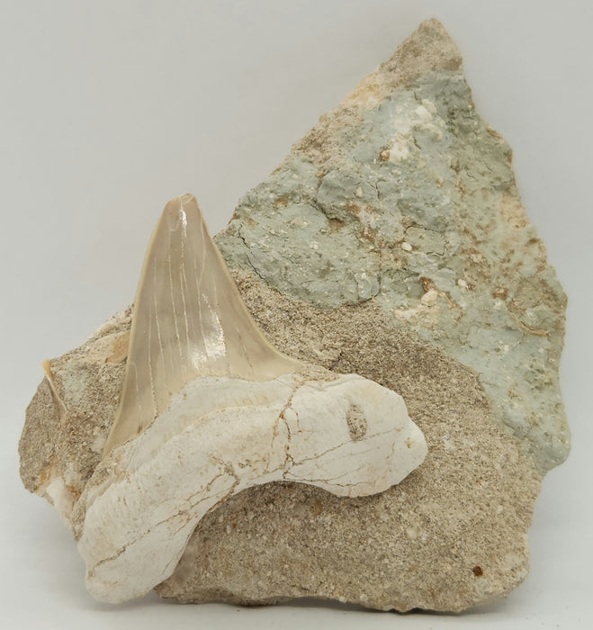 Otodus obliquus Shark Tooth in Matrix