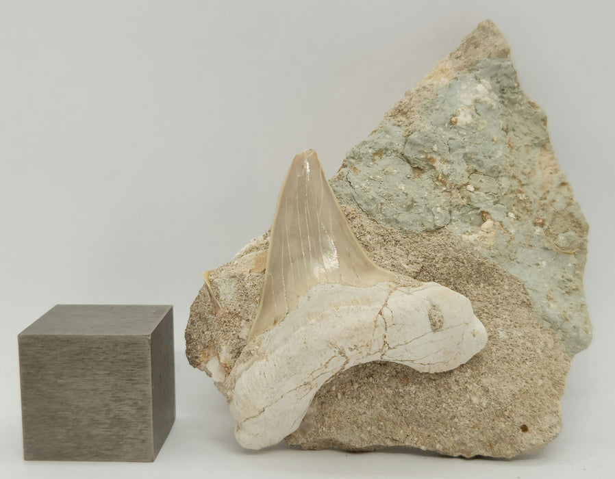 Otodus obliquus Shark Tooth in Matrix