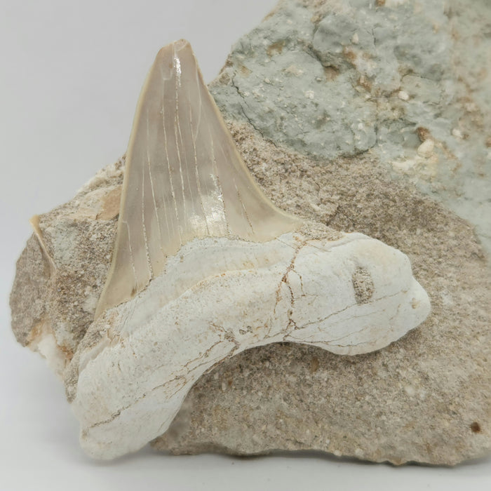 Otodus obliquus Shark Tooth in Matrix