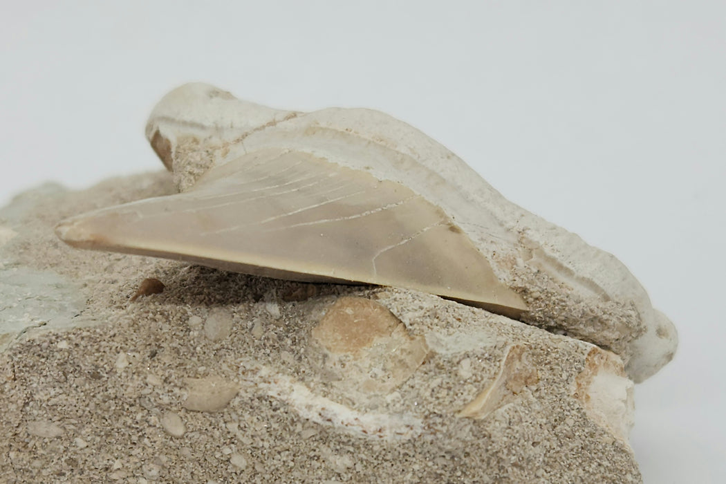 Otodus obliquus Shark Tooth in Matrix