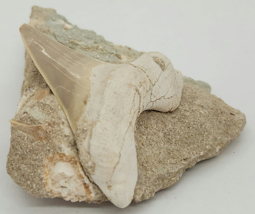 Otodus obliquus Shark Tooth in Matrix