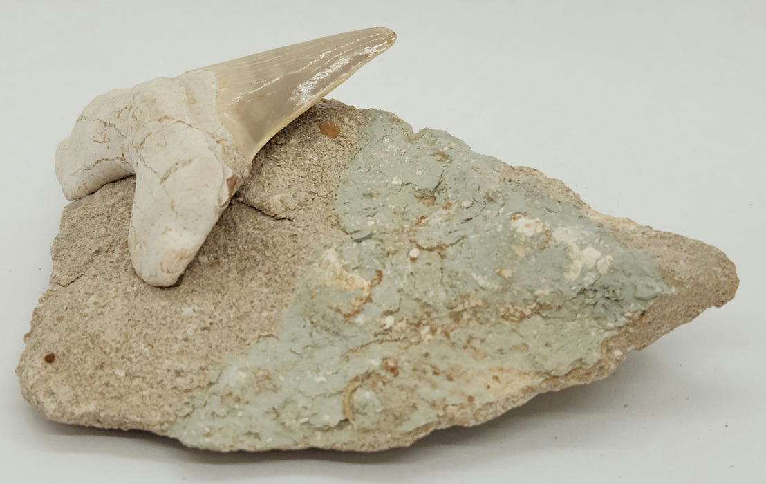 Otodus obliquus Shark Tooth in Matrix