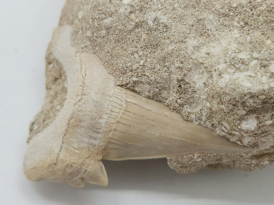 Otodus obliquus Shark Tooth in Matrix