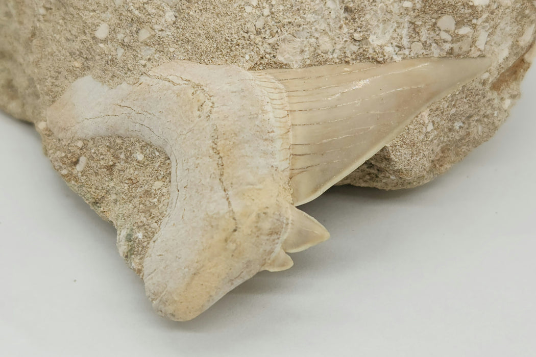 Otodus obliquus Shark Tooth in Matrix