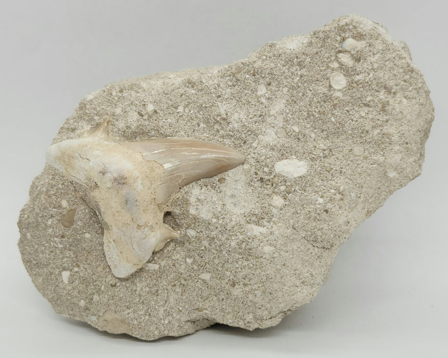 Otodus obliquus Shark Tooth in Matrix