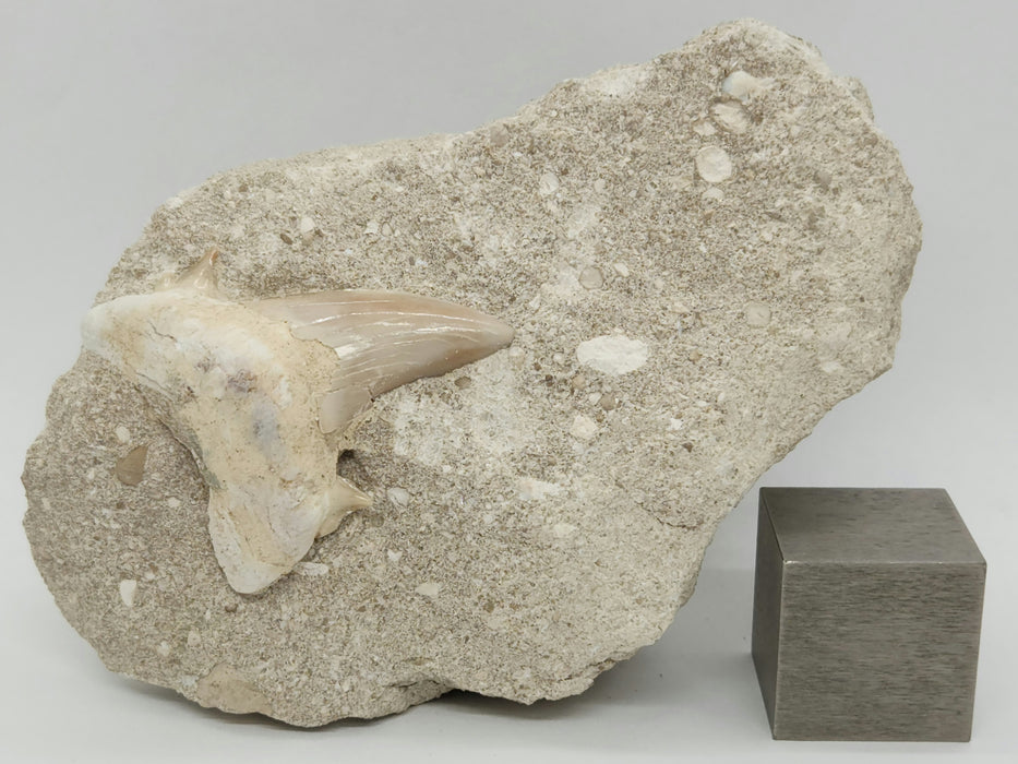 Otodus obliquus Shark Tooth in Matrix