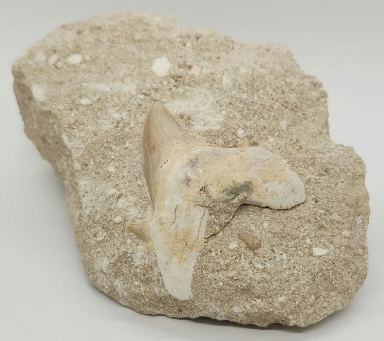 Otodus obliquus Shark Tooth in Matrix