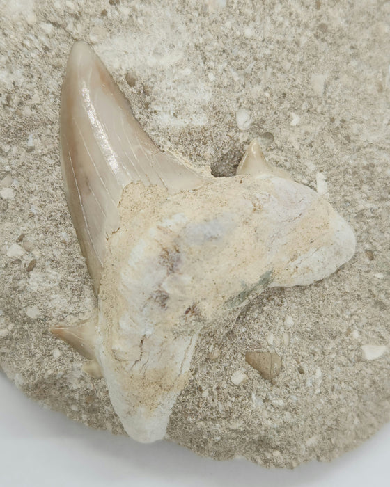 Otodus obliquus Shark Tooth in Matrix