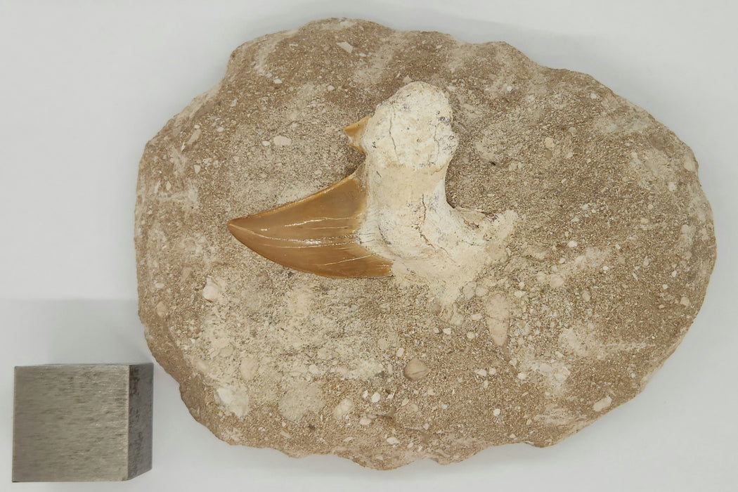 Otodus obliquus Shark Tooth in Matrix