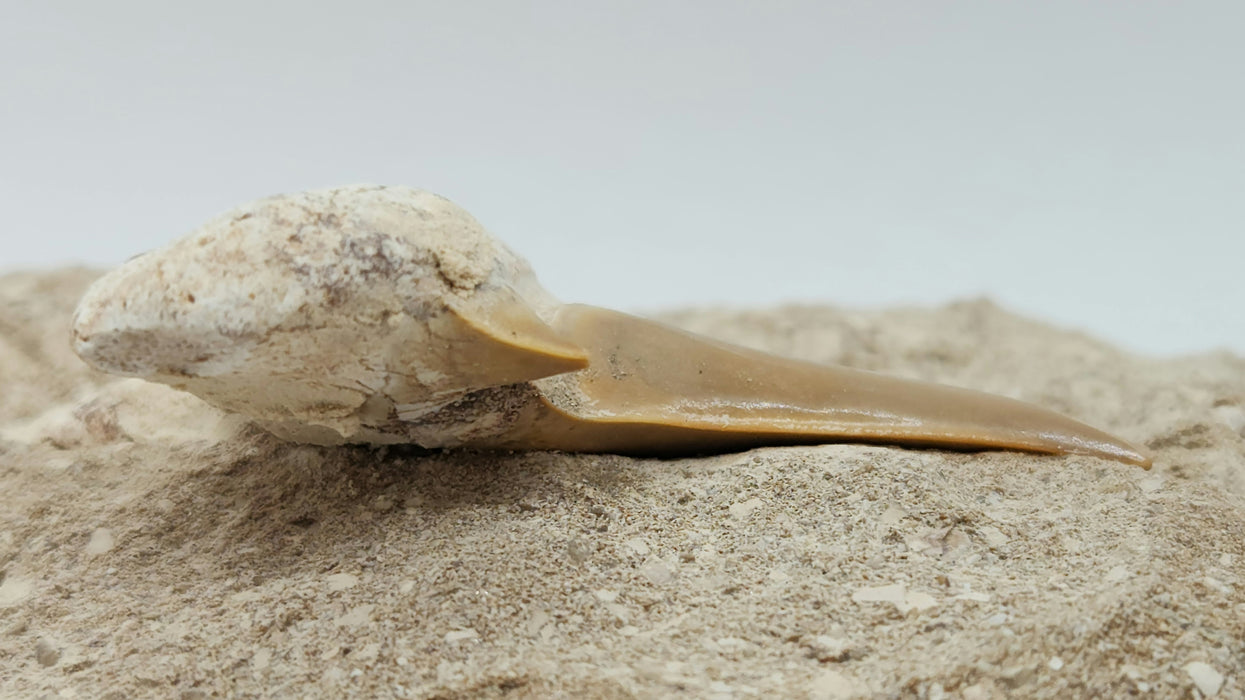 Otodus obliquus Shark Tooth in Matrix