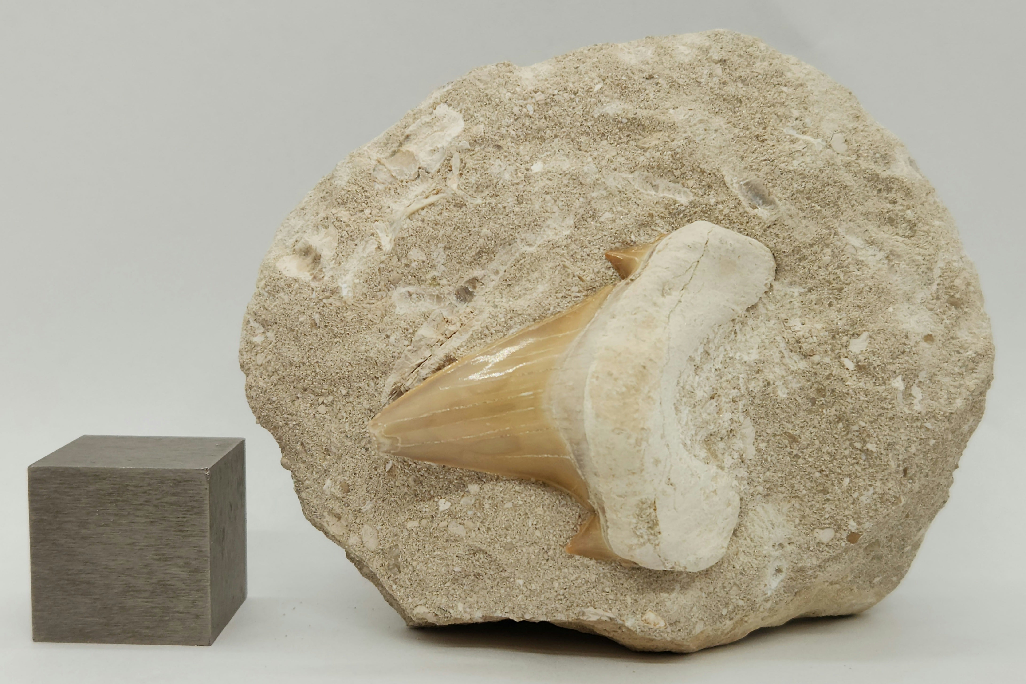 Otodus obliquus Shark Tooth in Matrix 8765869654238