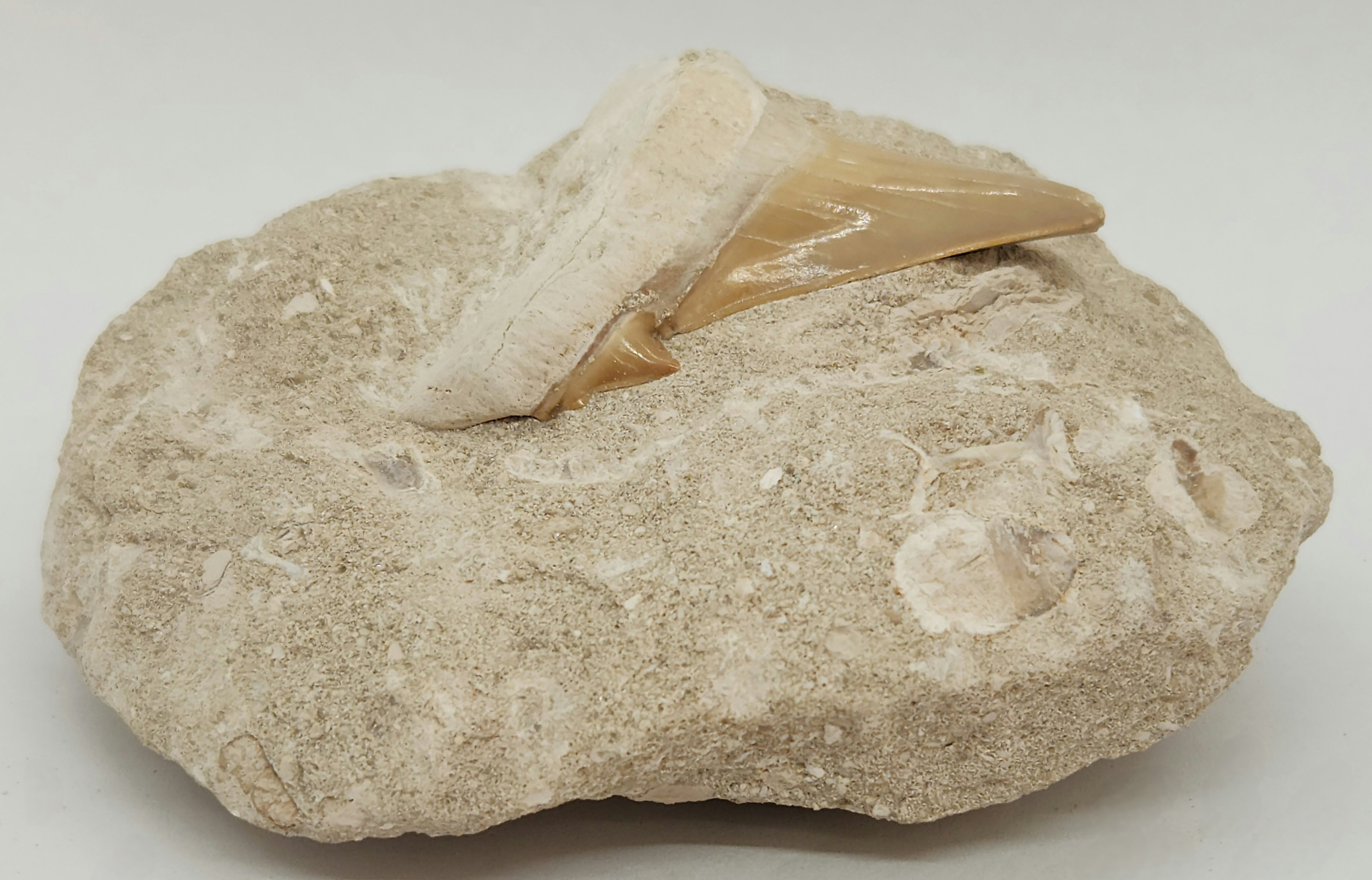 Otodus obliquus Shark Tooth in Matrix 8765869654238