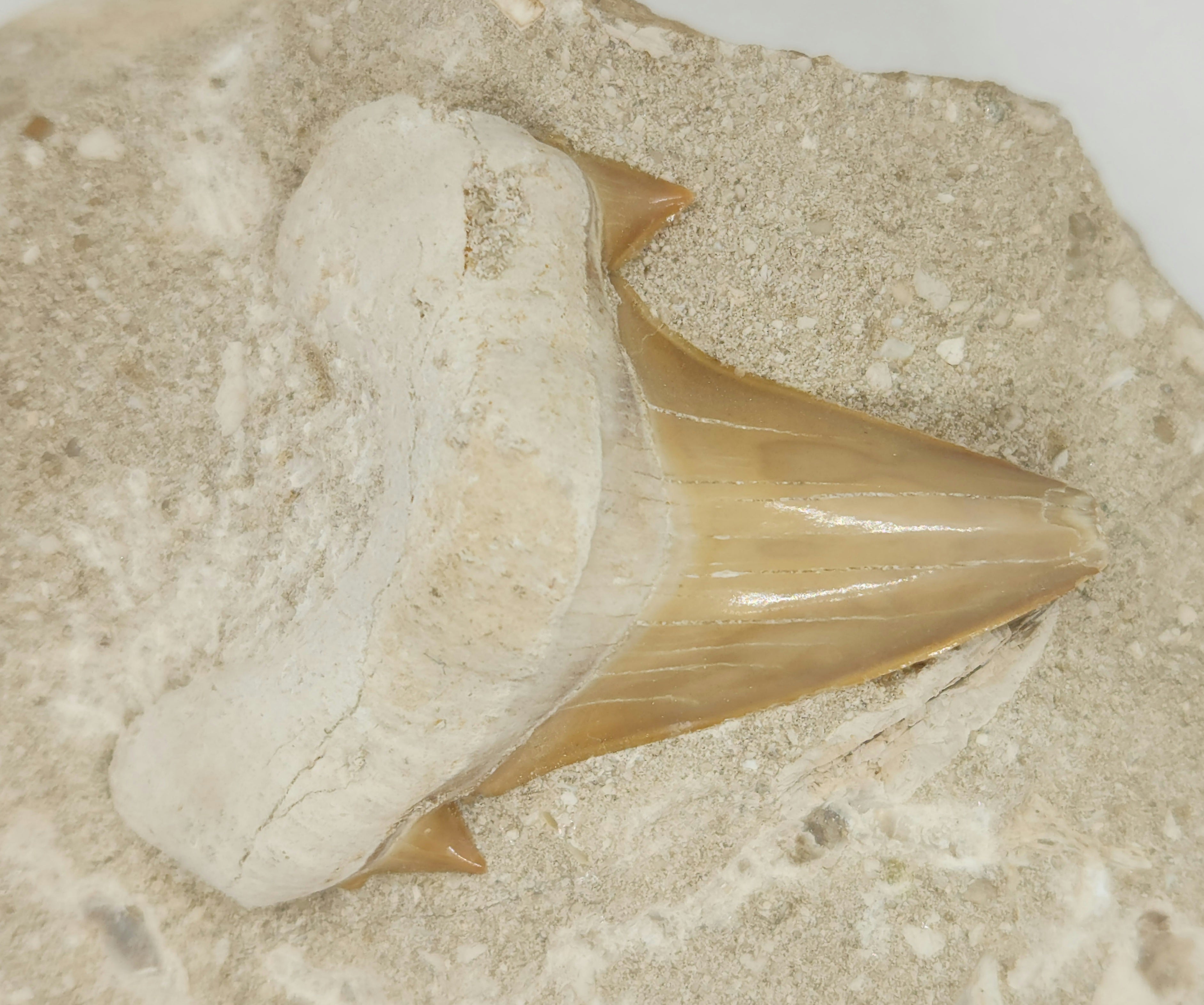 Otodus obliquus Shark Tooth in Matrix 8765869654238