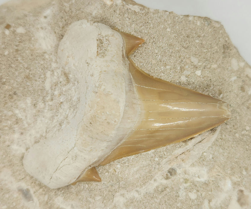 Otodus obliquus Shark Tooth in Matrix