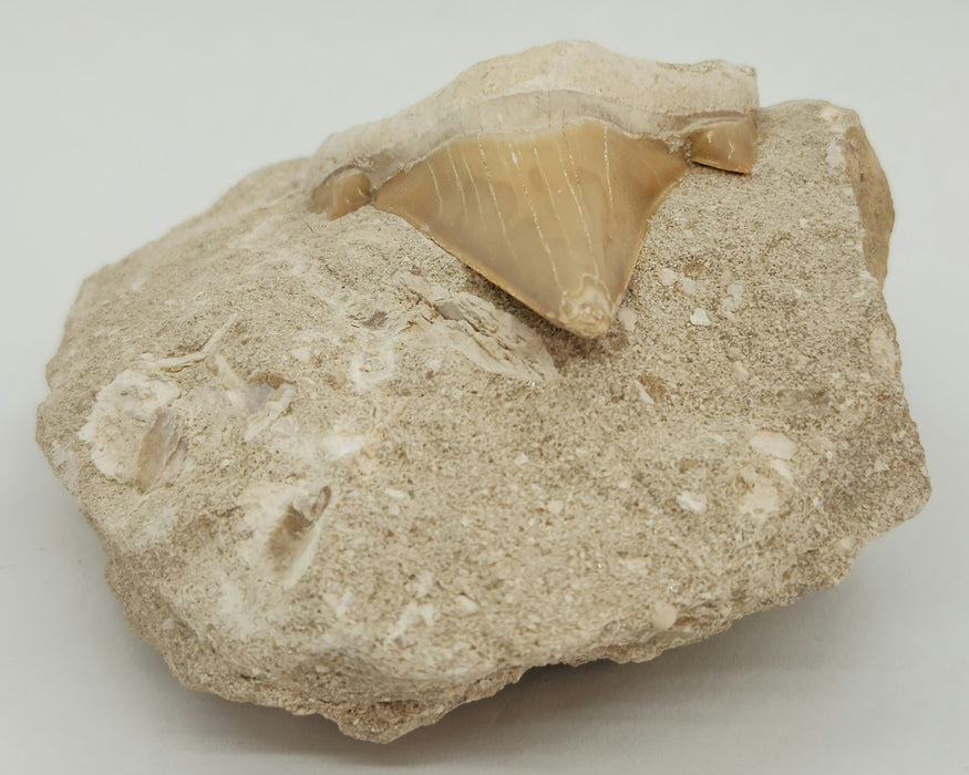 Otodus obliquus Shark Tooth in Matrix