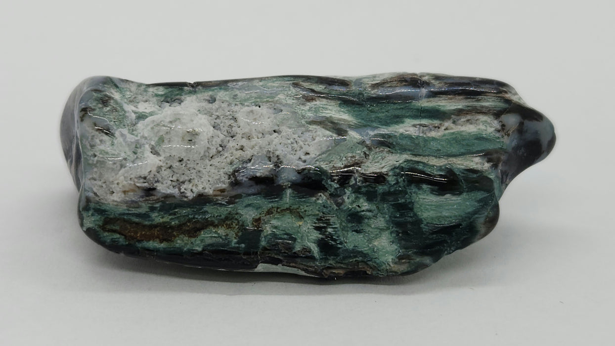 Opalized Wood | Wyoming