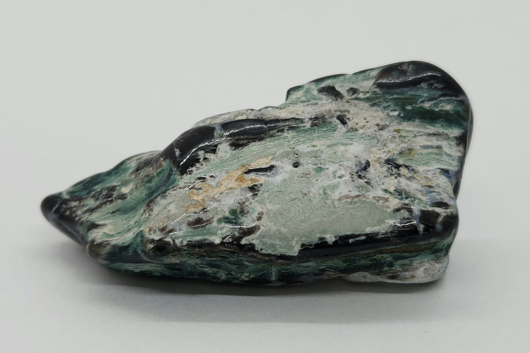 Opalized Wood | Wyoming