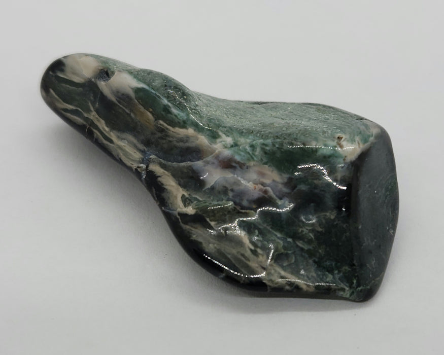 Opalized Wood | Wyoming