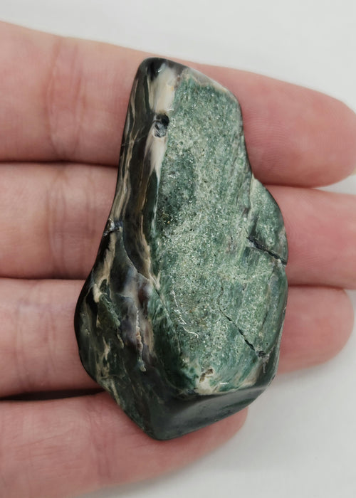 Opalized Wood | Wyoming