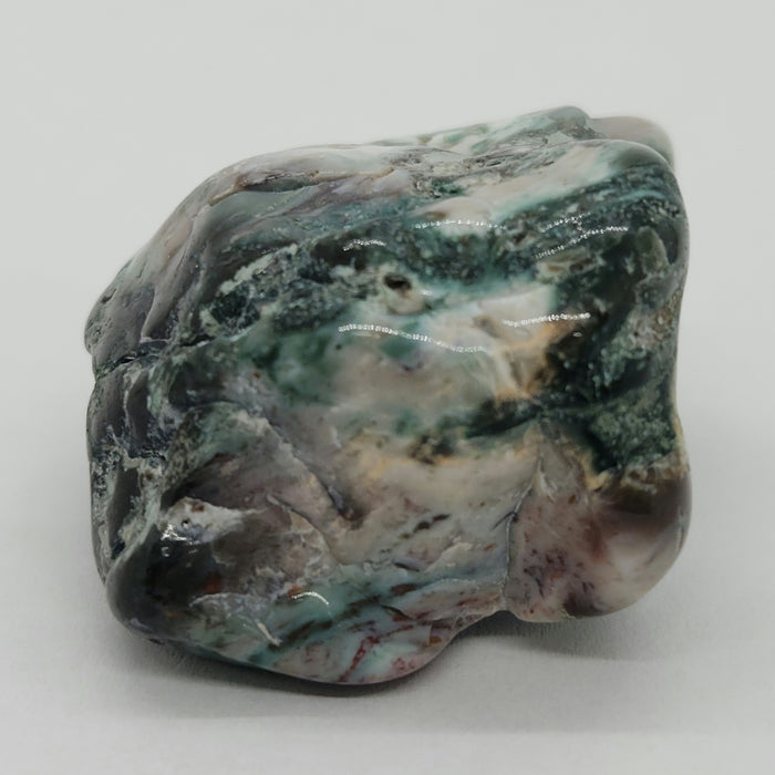 Opalized Wood | Wyoming