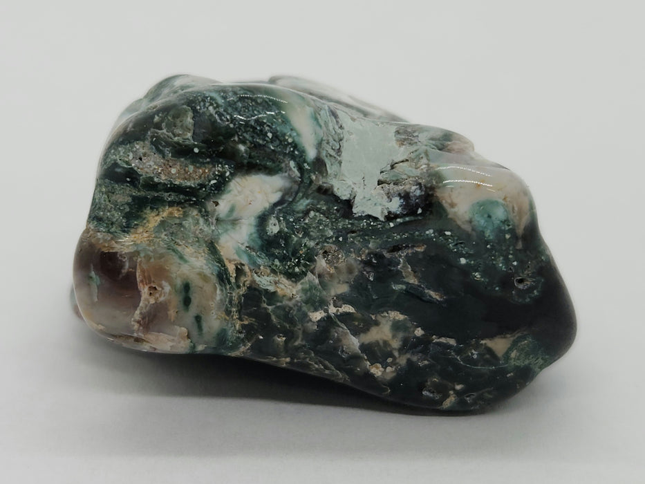 Opalized Wood | Wyoming