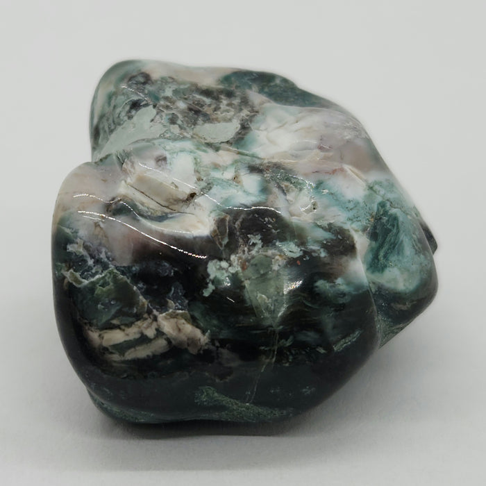 Opalized Wood | Wyoming