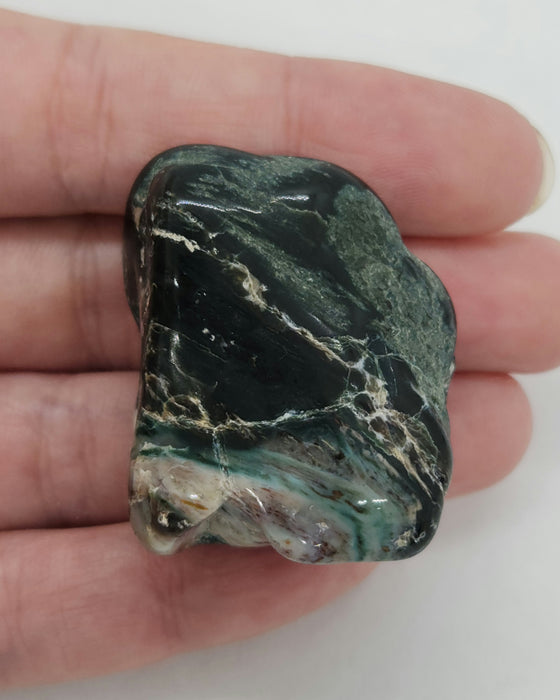 Opalized Wood | Wyoming