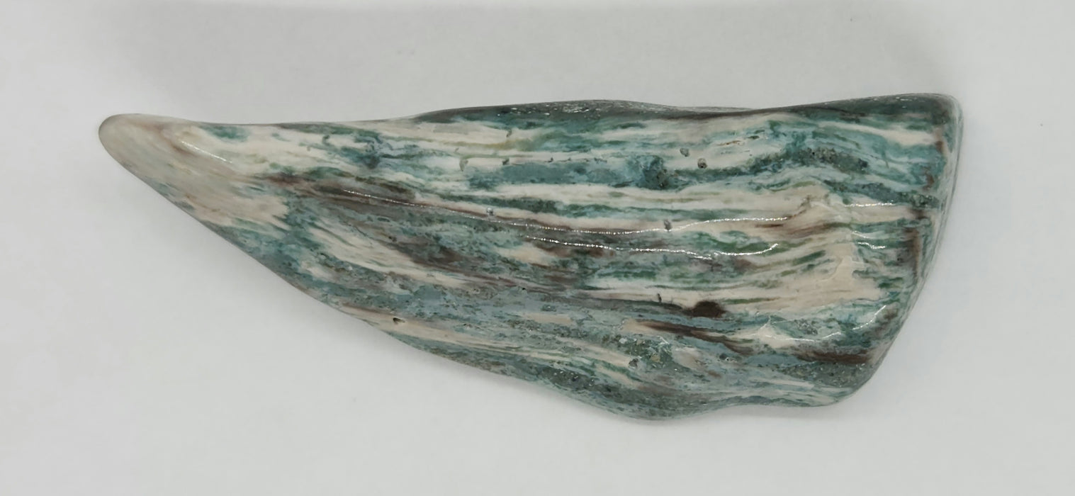 Opalized Wood | Wyoming