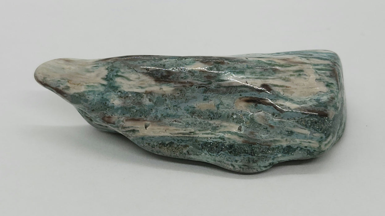 Opalized Wood | Wyoming