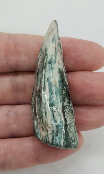 Opalized Wood | Wyoming