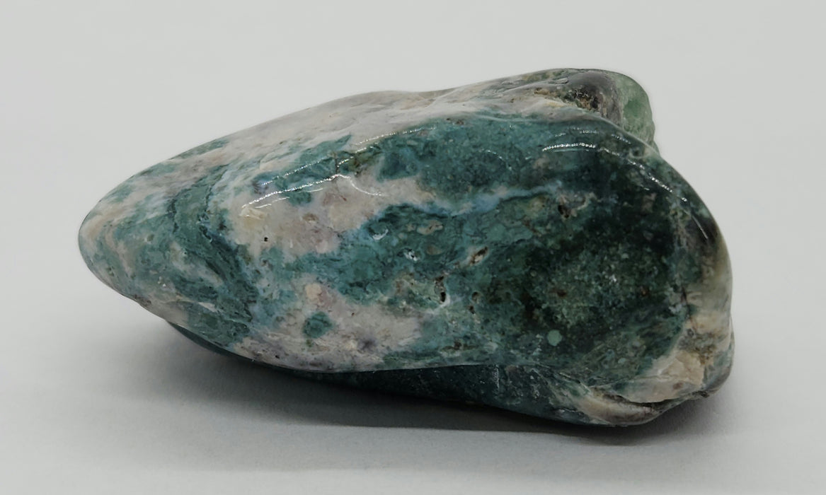 Opalized Wood | Wyoming