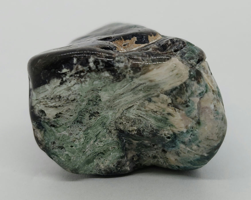 Opalized Wood | Wyoming