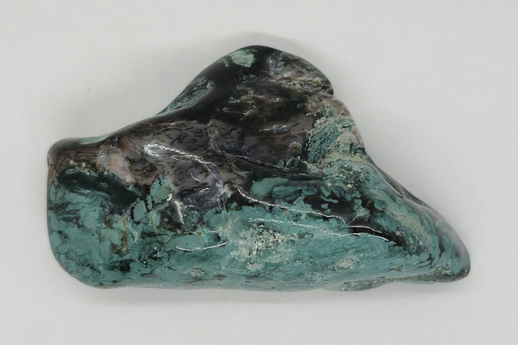 Opalized Wood | Wyoming