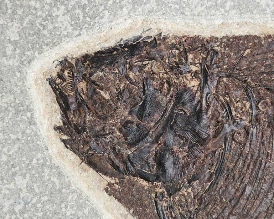 Assorted Fossil Specimen Plate | Green River Formation | Wyoming