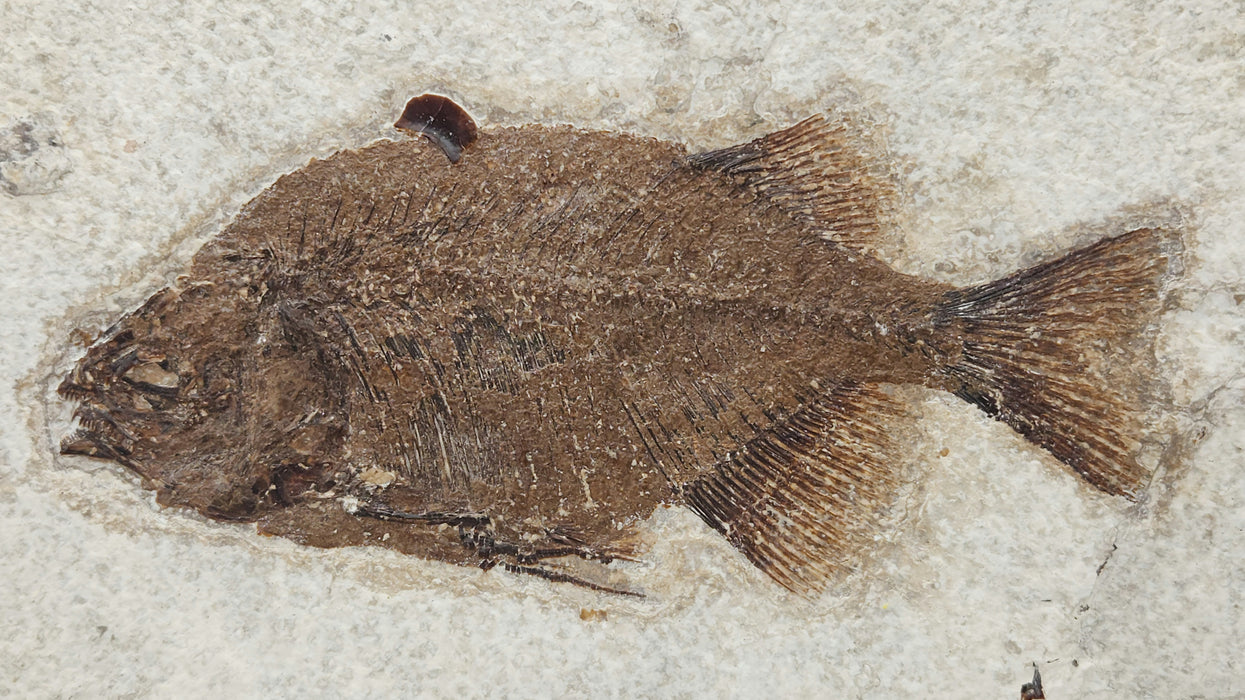 Phareodus testis | Green River Formation | Wyoming