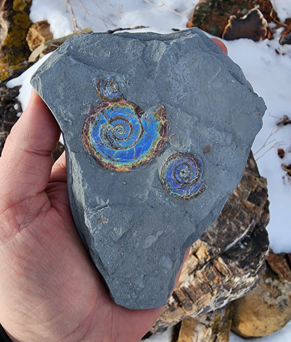 A++ Quality Double Psiloceras planorbis | Jurassic Rainbow Ammonite | North Somerset, England