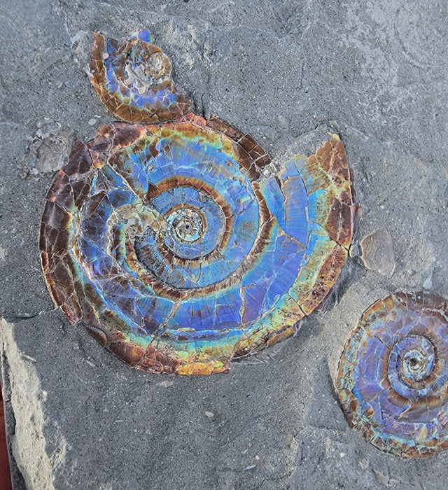 A++ Quality Double Psiloceras planorbis | Jurassic Rainbow Ammonite | North Somerset, England