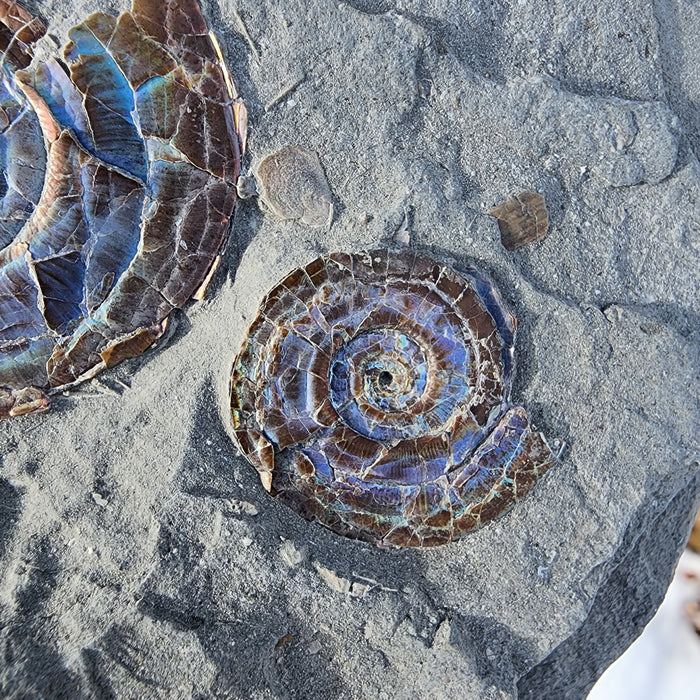 A++ Quality Double Psiloceras planorbis | Jurassic Rainbow Ammonite | North Somerset, England