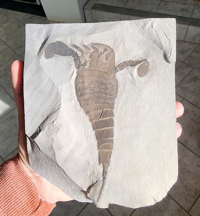 Eurypterid (Sea Scorpion) | Eurypterus remipes | New York