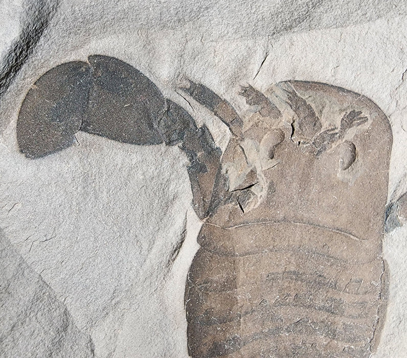 Eurypterid (Sea Scorpion) | Eurypterus remipes | New York