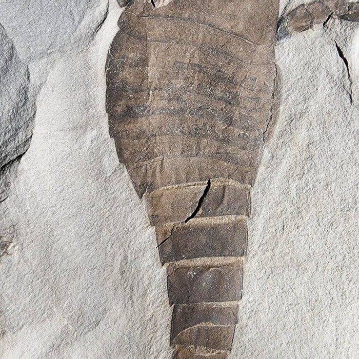 Eurypterid (Sea Scorpion) | Eurypterus remipes | New York