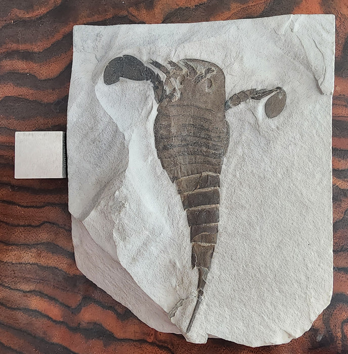 Eurypterid (Sea Scorpion) | Eurypterus remipes | New York