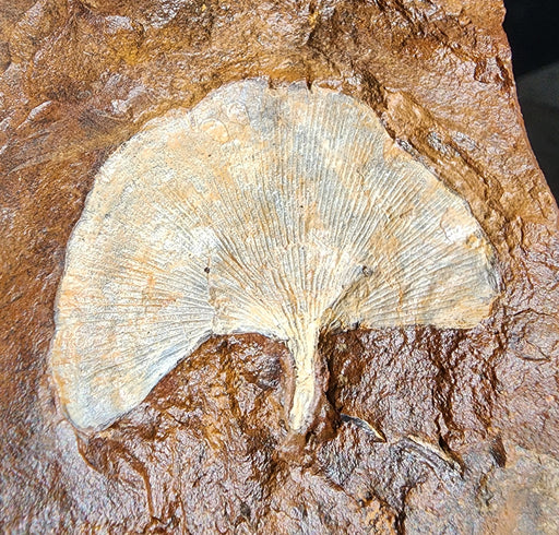 In Stone Fossils 